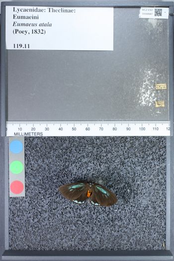 Media type: image;   Entomology 68987